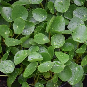 Pilea Peperomioides 'Chinese Money Plant'