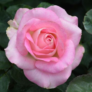 Rosa, Tea Rose 'Painted Porcelain™'