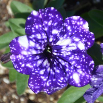 Petunia, Headliner™ 'Night Sky'