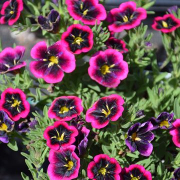 Calibrachoa, Cabaret® 'Goodnight Kiss'