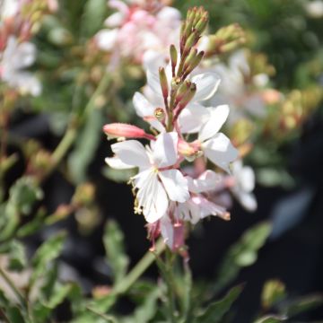 Gaura, Belleza® 'Early White'