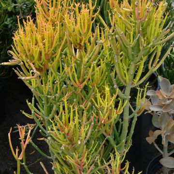 Euphorbia Tirucalli 'Pencil Cactus'
