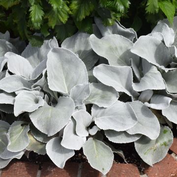 Senecio Candicans 'Angel Wings®'
