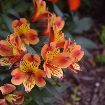 Alstroemeria, Peruvian Lily 'Indian Summer™'
