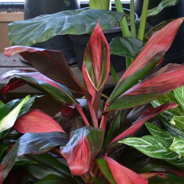 Cordyline Fruticosa 'Florica Red'