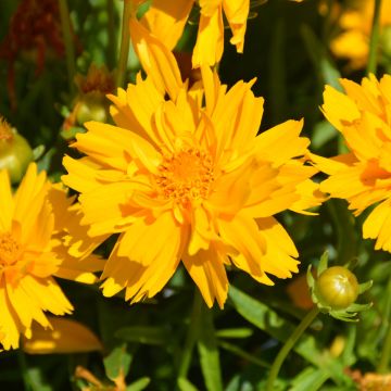 Coreopsis, Large Flowered Tickseed 'Double the Sun'