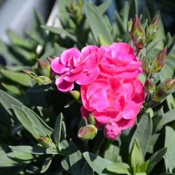 Dianthus, Carnation Pemán 'Fancy Cerise'