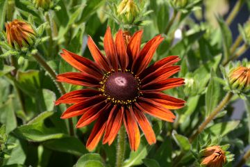 Rudbeckia, Sunbeckia® 'Sarah'