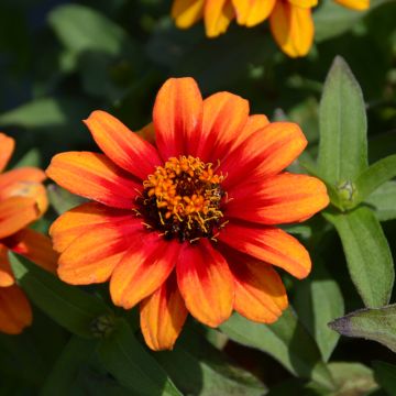 Zinnia, Profusion 'Red Yellow Bicolor