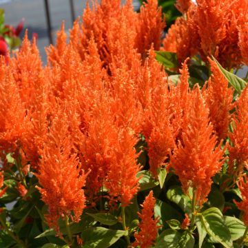 Celosia, Flamma 'Orange'