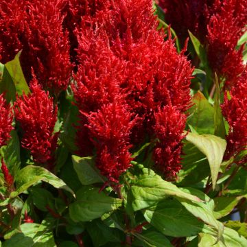 Celosia, Flamma 'Red'