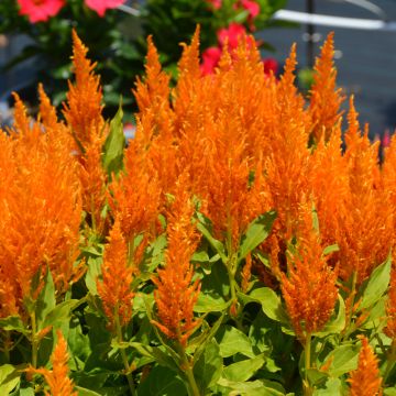 Celosia, Flamma 'Golden'