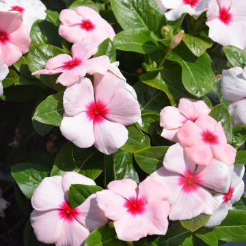Vinca, Blockbuster™ 'Apricot'