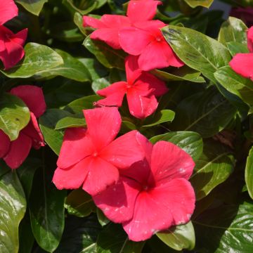 Vinca, Blockbuster™ 'Punch'