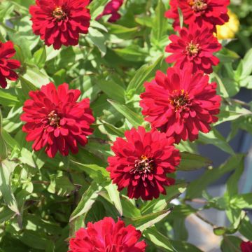 Zinnia, Zydeco™ 'Cherry'