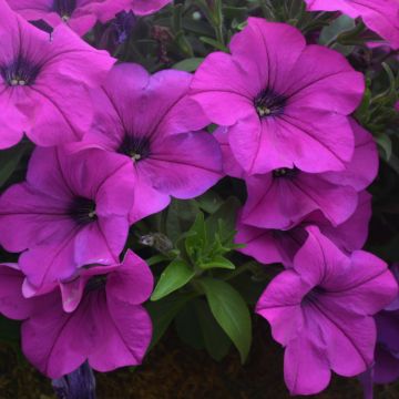 Petunia, Capella™ 'Purple'