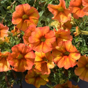 Petunia, SuperCal® 'Sunset Orange'