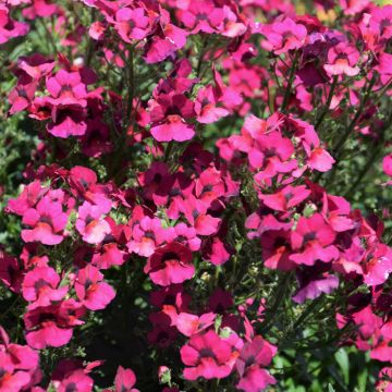 Nemesia, Nesia™ Magenta (early spring crop)