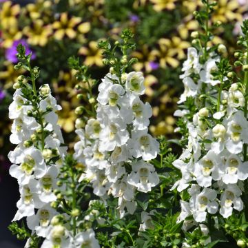 Angelonia, Archangel™ 'White'