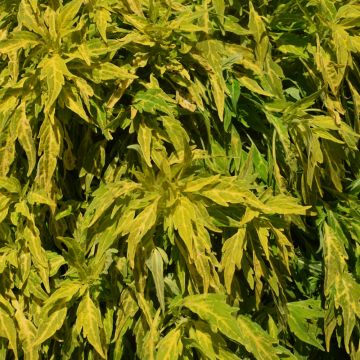 Coleus, FlameThrower™ 'Salsa Verde'