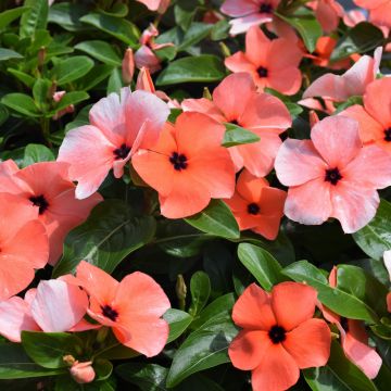 Vinca, Tattoo™ 'Orange'