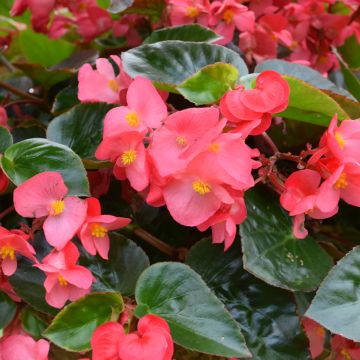 Begonia, Viking™ Explorer 'Rose Green Leaf'