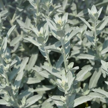 Artemisia, Wormwood 'GardenGhost™'