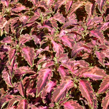 Coleus, Coral Candy