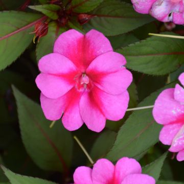 Impatiens, SunPatiens® 'Compact Purple Candy'