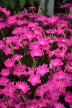 Dianthus, Kahori®