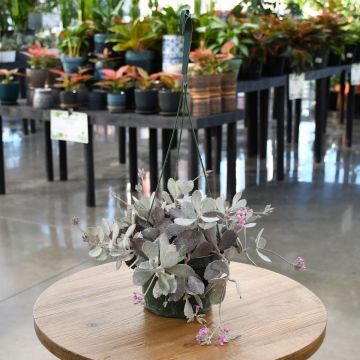 Kalanchoe Pumila 'Flower Dust Plant'