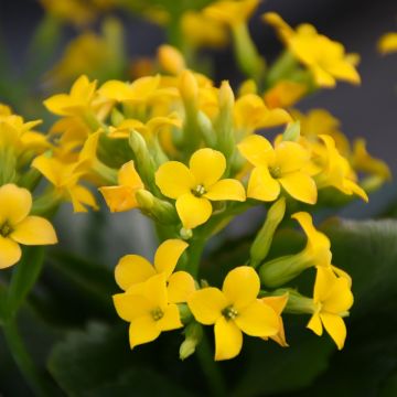 Kalanchoe 'Yellow'