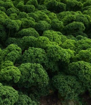 Brassica, Kale 'Prizm' (Edible)
