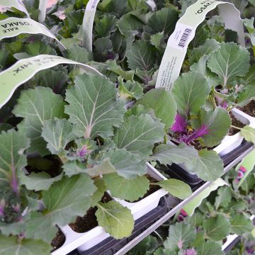 Brassica, Kale Osaka Mix (Ornamental)