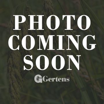 Bromus, Kalm's Brome Prairie Grass 'Minnesota Native'