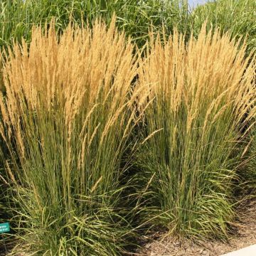 Calamagrostis, Feather Reed Grass 'Karl Foerster'