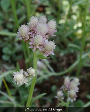 Antennaria, Field Pussytoes, 6 pack