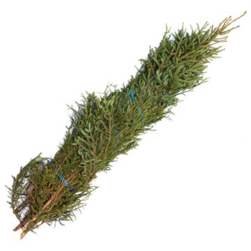 Spruce Tips 'King Sized' Bundle of 5