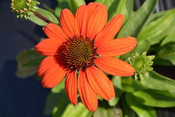 Echinacea, Coneflower 'Kismet® Intense Orange'