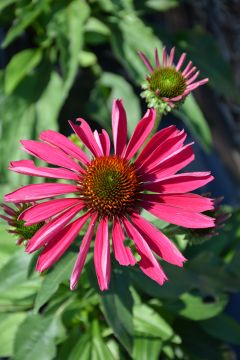 Echinacea, Coneflower 'Kismet® Raspberry'