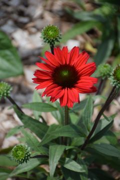 Echinacea, Coneflower 'Kismet® Red'