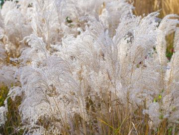 Miscanthus, Silver Grass 'Kleine Fountaine'