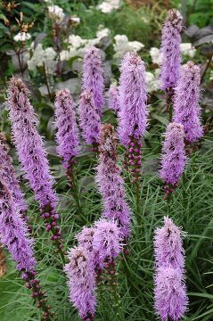 Liatris, Dence Blazingstar 'Kobold'