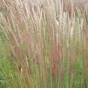Koeleria, Junegrass, 6 pack