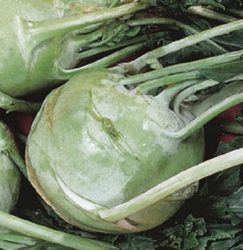 Brassica, Kohlrabi