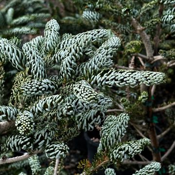 Abies, Korean Fir 'Silver Show'
