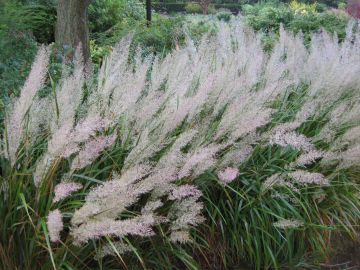 Calamagrostis, Feather Reed Grass 'Korean'