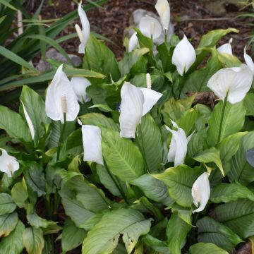 Spathiphyllum, Peace Lily 'Platinum Mist'