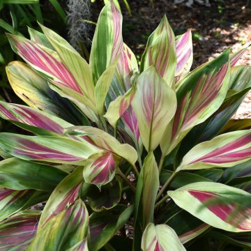 Cordyline Fruticosa 'Exotica'