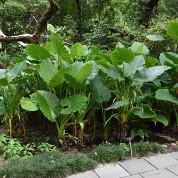 Alocasia, Elephant Ear 'Calidora'